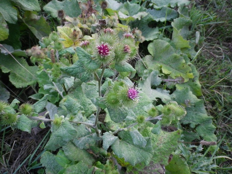 Arctium lappa / Bardana maggiore